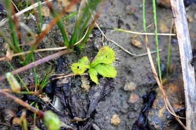 drosera schmutzii moffatt