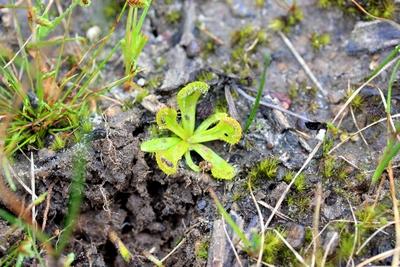 drosera schmutzii jeunes plantes