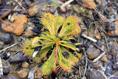 drosera schmutzii graines