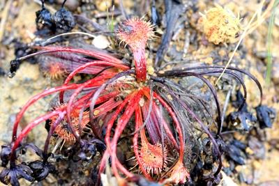 drosera schmutzii hampes florales