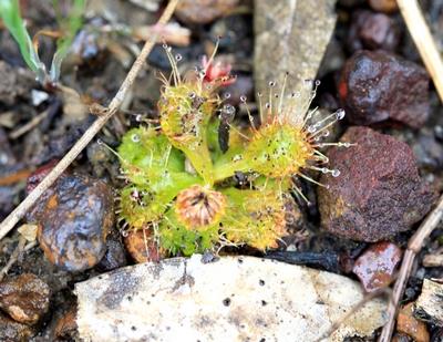 drosera schmutzii proies