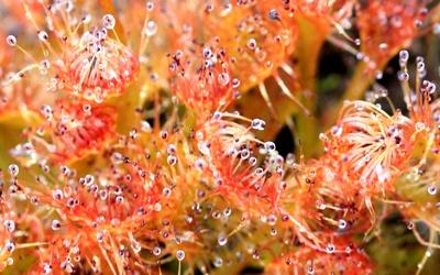 drosera schmutzii insectes