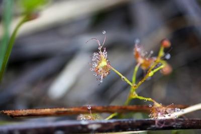 drosera peltata champ