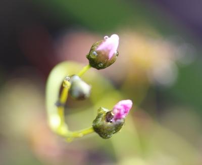 drosera peltata boutons floraux