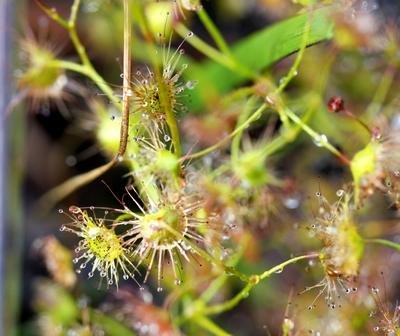 drosera peltata feuille