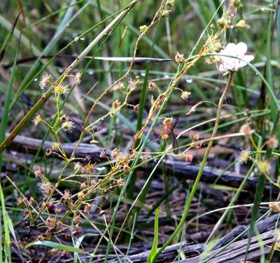 drosera peltata moustique