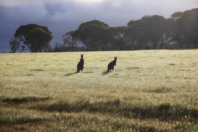 kangaroo kangaroo island