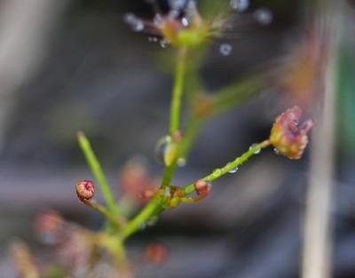 drosera peltata macro