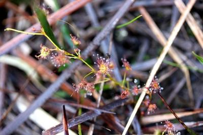 drosera peltata mouche