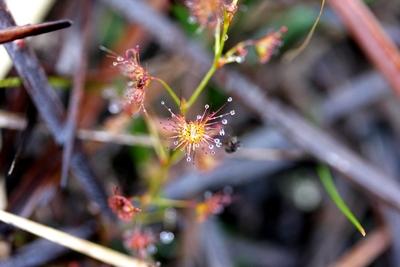 drosera peltata proie