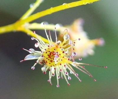 drosera peltata glue