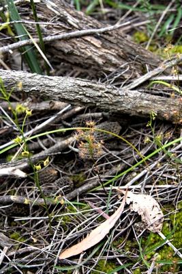 drosera peltata payford higway