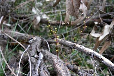 drosera peltata payford fleurs