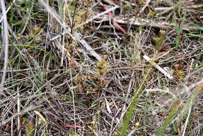 drosera peltata payford apex