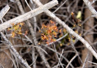 drosera peltata partie foliée