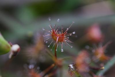 drosera peltata endos feuille