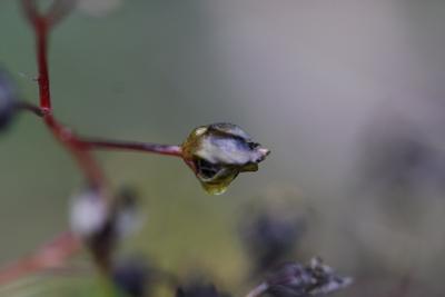 drosera peltata payford capsules