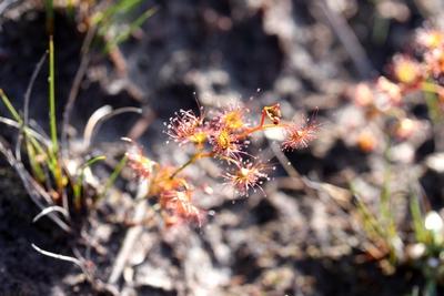 drosera peltata magnifique