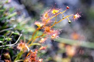 drosera whittakeri magnifique deux