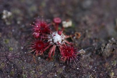 drosera pygmaea autre