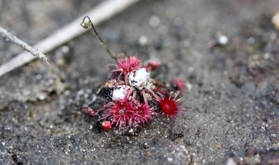 drosera pygmaea payford highway