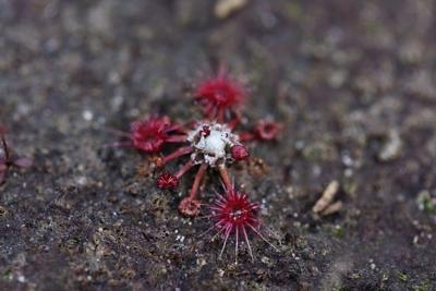 drosera pygmaea colorée