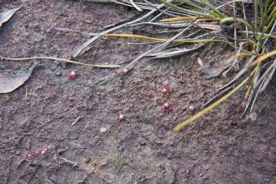 drosera pygmaea colonie