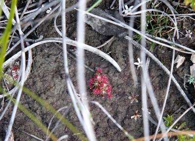 drosera pygmaea macro