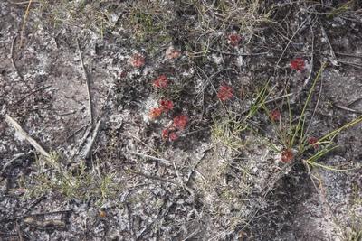 drosera whittakeri colonie