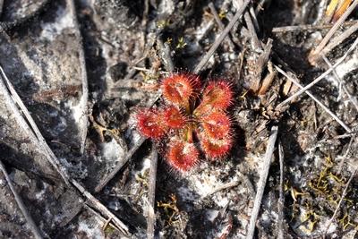 drosera whittakeri rosette