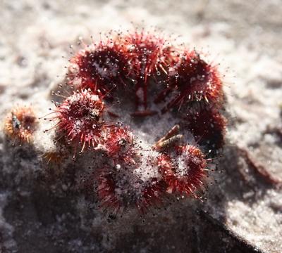 drosera whittakeri profil