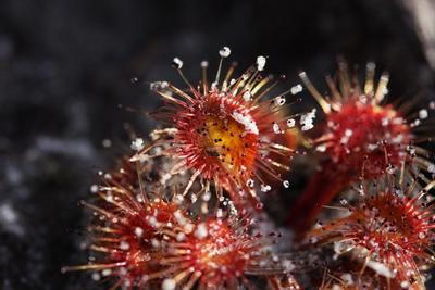 drosera whittakeri captures