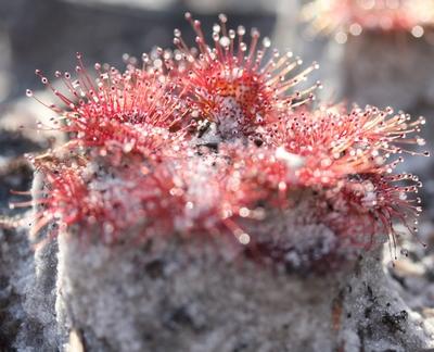 drosera whittakeri macro feuilles