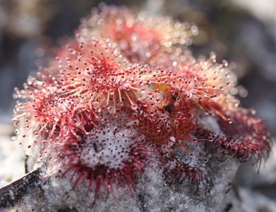 drosera whittakeri macro cils