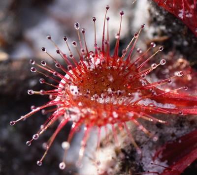 drosera whittakeri détails cil