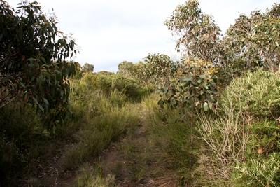 payford highway eucalyptus