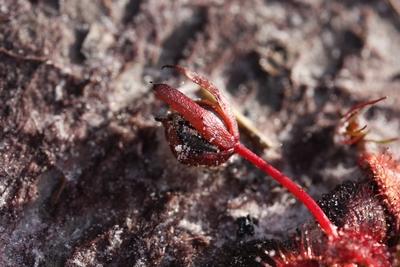 drosera whittakeri capusles graines