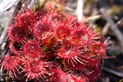 drosera whittakeri groupe