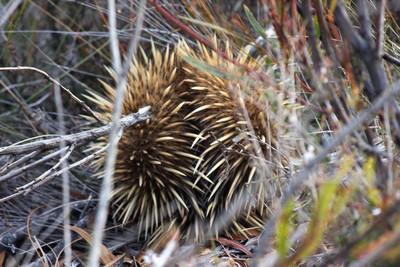 échidnée kangaroo island