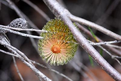 banksias kangaroo island