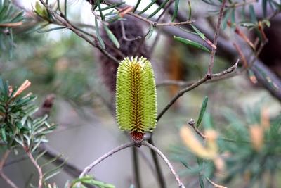 banksias kangaroo island fleurs