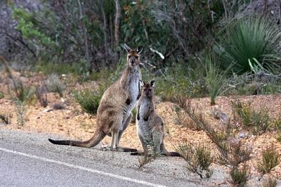famille de kangourou
