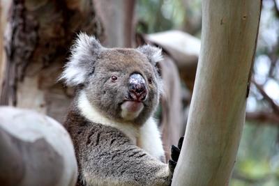 koala kangaroo island