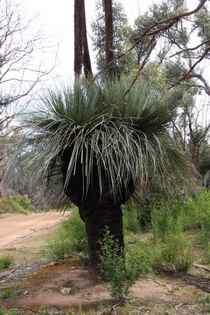 grass tree kangaroo island