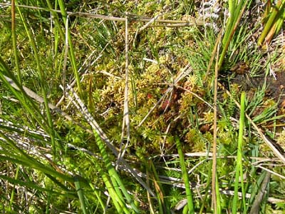 Drosera rotundifolia tourbiére Pays Basque
