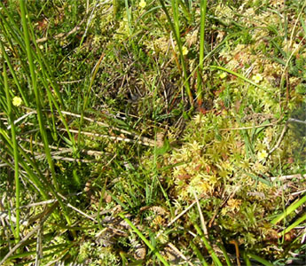 Drosera rotundifolia tourbiére Pays Basque un