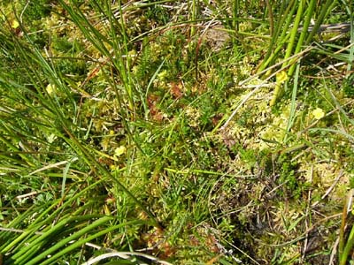 Drosera rotundifolia tourbiére Pays Basque deux
