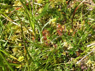 Drosera rotundifolia tourbiére Pays Basque trois