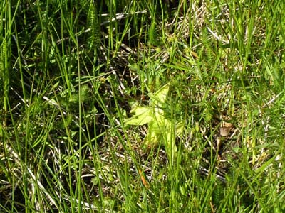 Pinguicula grandifolia Pays Basque un