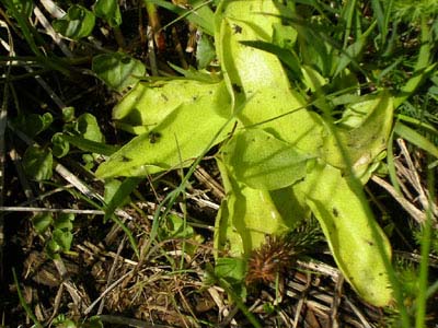 Pinguicula grandifolia Pays Basque deux